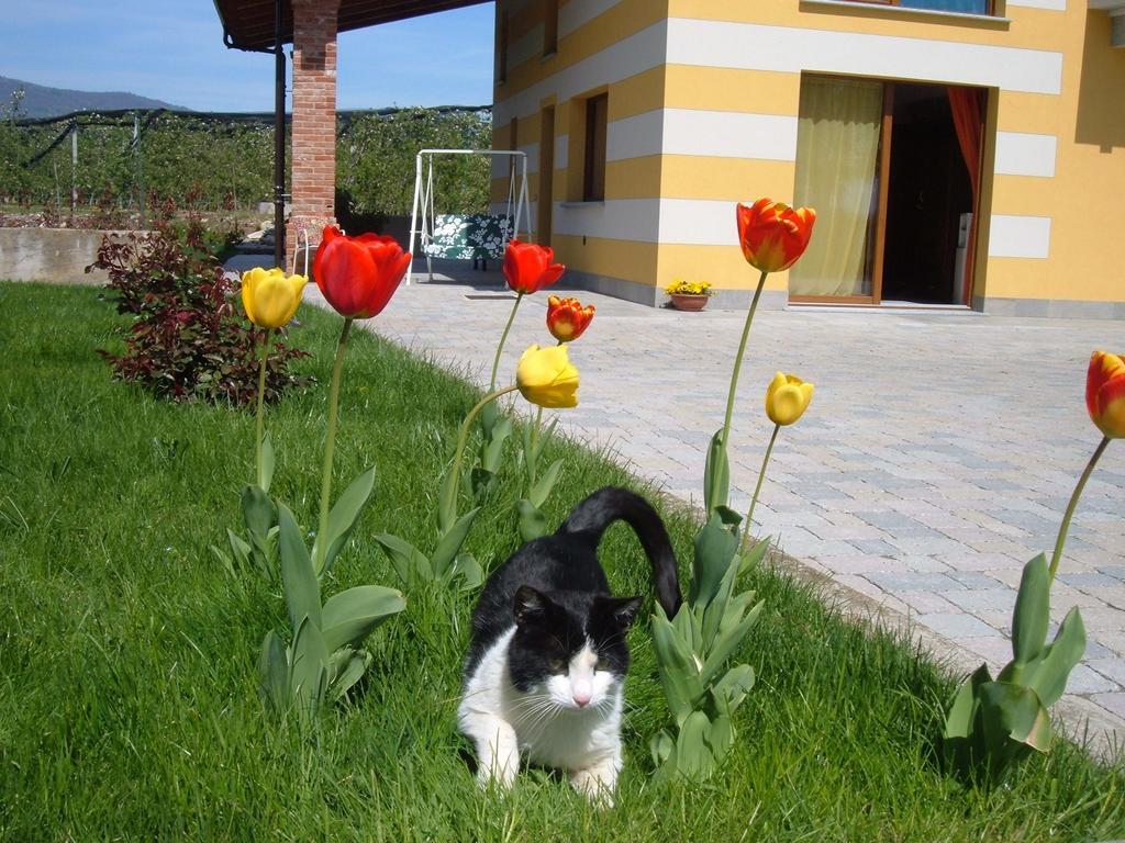 Agriturismo Fior Di Campo Dronero Buitenkant foto